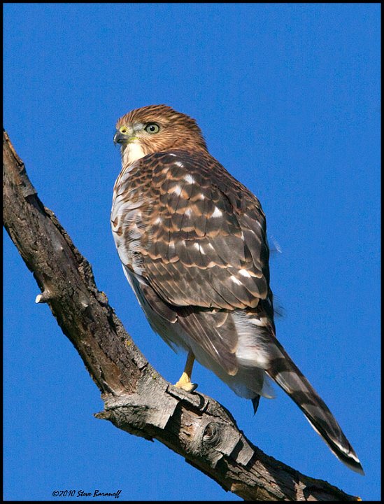 _0SB3734 coopers hawk.jpg